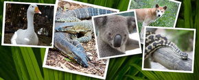 Rockhampton Zoo - Accommodation Port Macquarie 2