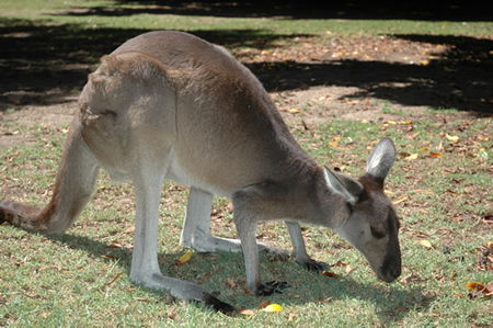 Bunbury Wildlife Park - Accommodation Port Macquarie 1