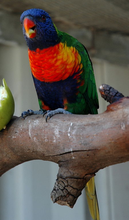 Bunbury Wildlife Park - Accommodation Port Macquarie 3