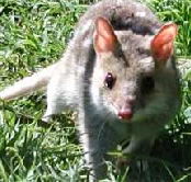 Urimbirra Wildlife Park - Accommodation Port Macquarie