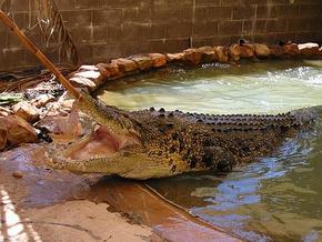 Wyndham Zoological Gardens And Crocodile Park - Accommodation Port Macquarie 0