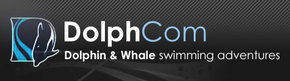 Dolphcom - Dolphin & Whale Swimming Adventures - Accommodation Port Macquarie 0