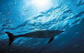 Dolphcom - Dolphin & Whale Swimming Adventures - Accommodation Port Macquarie 1