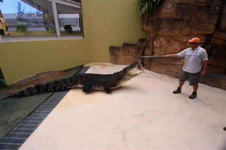 Crocosaurus Cove - Accommodation Port Macquarie 2