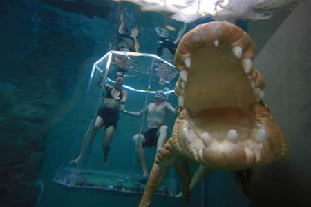 Crocosaurus Cove - Accommodation Port Macquarie 3