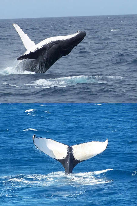 Mills Charters Fishing And Whale Watch Cruises - Accommodation Port Macquarie 3