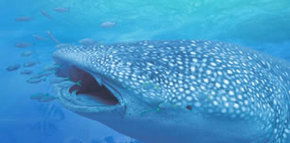 Ningaloo Blue Dive - Accommodation Port Macquarie 1