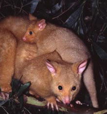 Geckoes Wildlife Presentations - Accommodation Port Macquarie 1