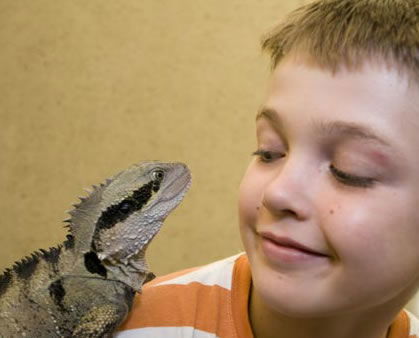 Geckoes Wildlife Presentations - Accommodation Port Macquarie 2