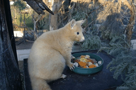 Caversham Wildlife Park - Accommodation Port Macquarie 1