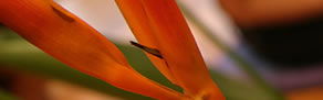 Zen Day Spa - Accommodation Port Macquarie 0