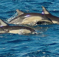 Dolphin Swim Australia - Accommodation Port Macquarie