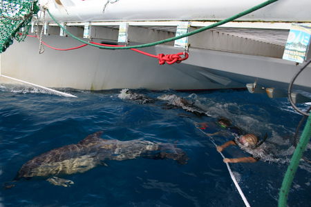 Dolphin Swim Australia - Accommodation Port Macquarie 1