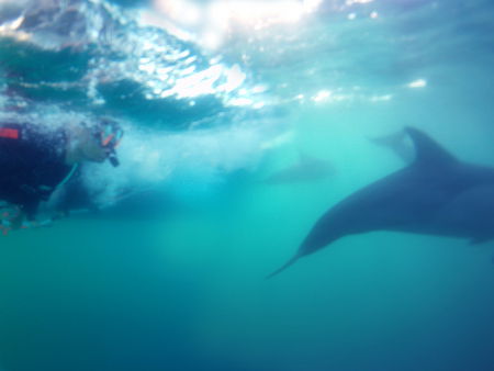 Dolphin Swim Australia - Accommodation Port Macquarie 2
