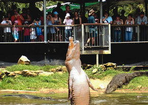 Crocodylus Park - Accommodation Port Macquarie 2