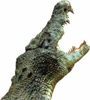 Crocodylus Park - Accommodation Port Macquarie 3