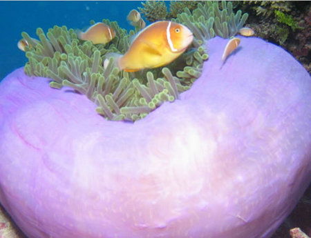 Silver Swift - Accommodation Port Macquarie 1