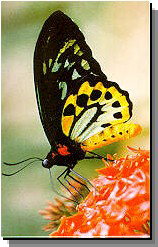 Daintree Rainforest River Trains - Accommodation Port Macquarie 2