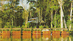 Daintree Rainforest River Trains - Accommodation Port Macquarie 3