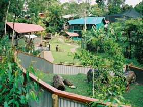 Kuranda Koala Gardens - Accommodation Port Macquarie 1