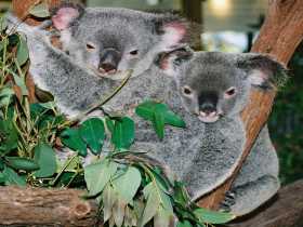 Kuranda Koala Gardens - Accommodation Port Macquarie 2