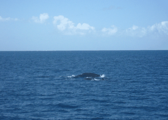 Carlo Fishing Charters - Accommodation Port Macquarie 1