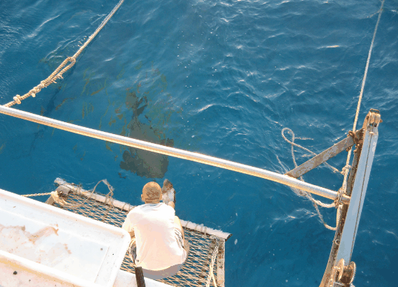 Carlo Fishing Charters - Accommodation Port Macquarie 4