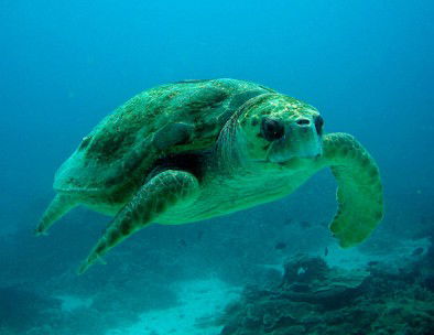 Snorkel Safari Brisbane - Accommodation Port Macquarie 4