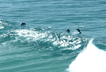 Beach Trekkers North Stradbroke Island - Accommodation Port Macquarie 2