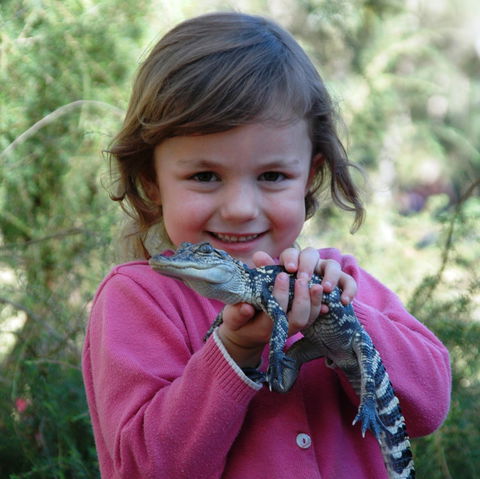 Australian Reptile Park - Accommodation Port Macquarie 2
