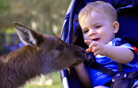 Australian Reptile Park - Accommodation Port Macquarie 6