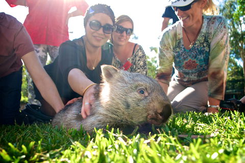 Australian Reptile Park - Accommodation Port Macquarie 10