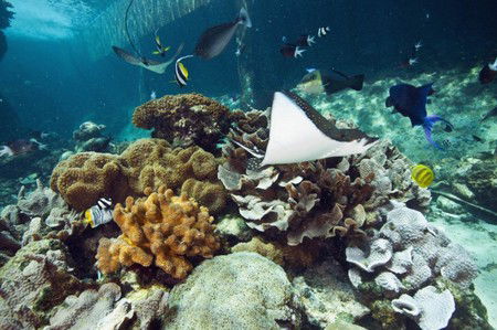 Reef HQ Great Barrier Reef Aquarium - Accommodation Port Macquarie 3