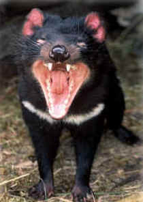 Zoo Doo Wildlife Park - Accommodation Port Macquarie 4