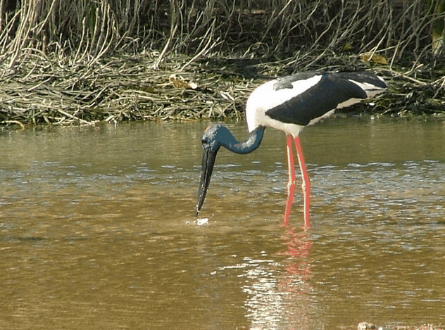 Bruce Belchers Daintree River Cruise - Accommodation Port Macquarie 2