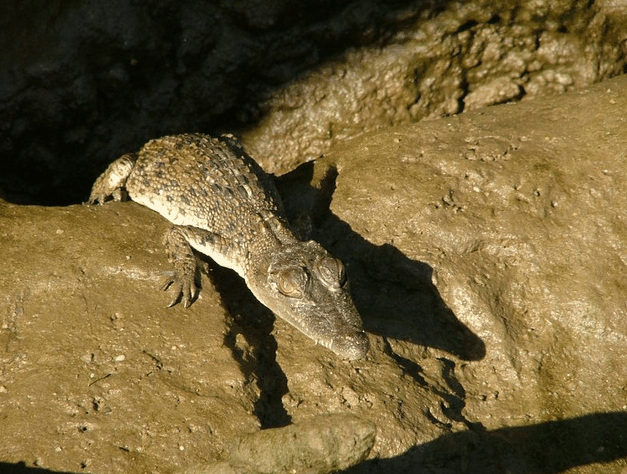Bruce Belchers Daintree River Cruise - Accommodation Port Macquarie 3