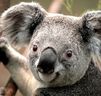Potoroo Palace - Accommodation Port Macquarie