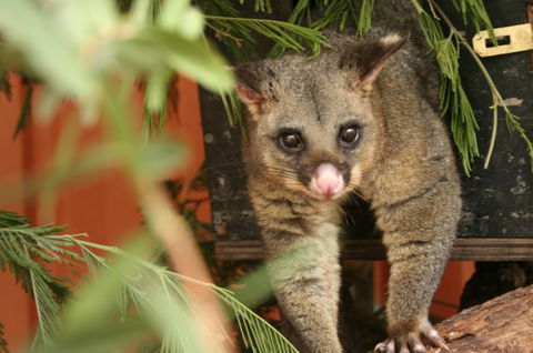 Potoroo Palace - Accommodation Port Macquarie 3