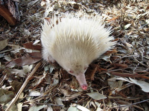Potoroo Palace - Accommodation Port Macquarie 4