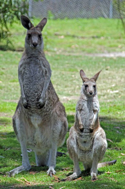 Potoroo Palace - Accommodation Port Macquarie 5