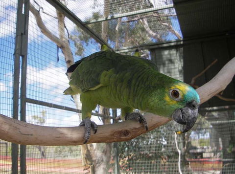Darling Downs Zoo - Accommodation Port Macquarie 1