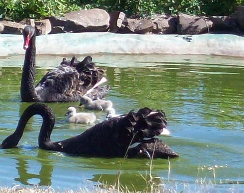 Darling Downs Zoo - Accommodation Port Macquarie 3