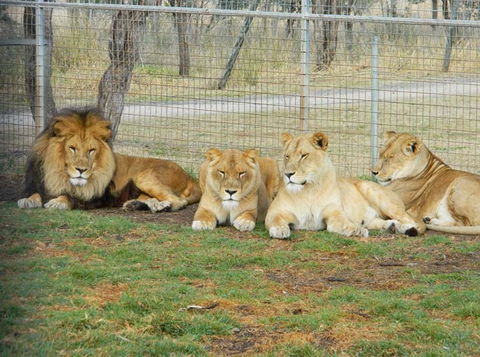 Darling Downs Zoo - Accommodation Port Macquarie 4