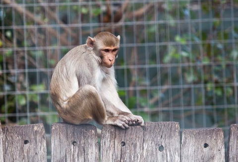 Darling Downs Zoo - Accommodation Port Macquarie 5