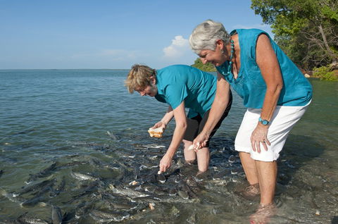 Aquascene Fish Feeding Sanctuary - Accommodation Port Macquarie 0