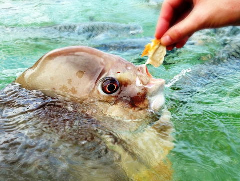Aquascene Fish Feeding Sanctuary - Accommodation Port Macquarie 1