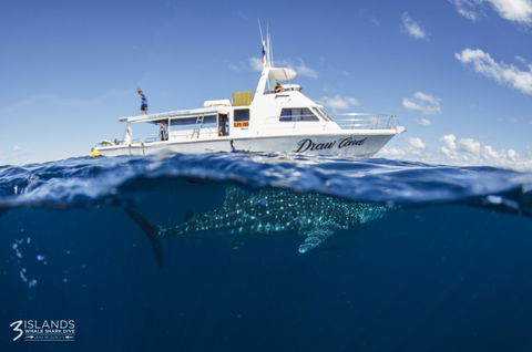 Three Islands Whale Shark Dive - Accommodation Port Macquarie 4