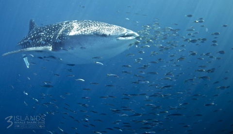 Three Islands Whale Shark Dive - Accommodation Port Macquarie 5