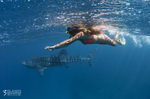 Three Islands Whale Shark Dive - Accommodation Port Macquarie 6