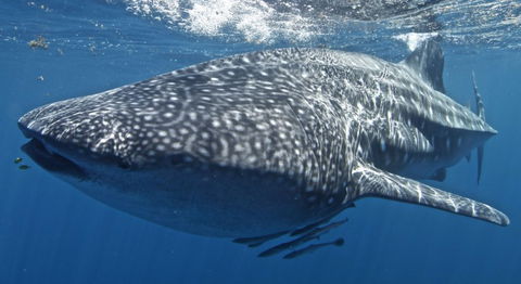 Three Islands Whale Shark Dive - Accommodation Port Macquarie 7